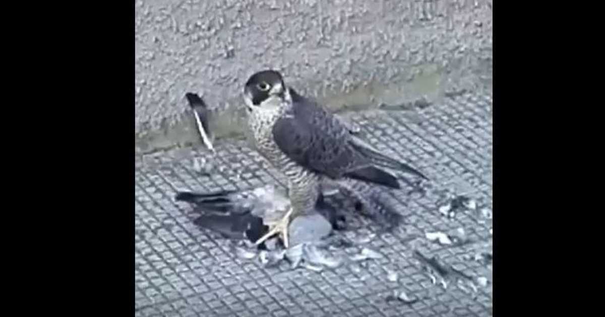 Bari, falco pellegrino atterra in via Giulio Petroni e si divora un colombo: il video